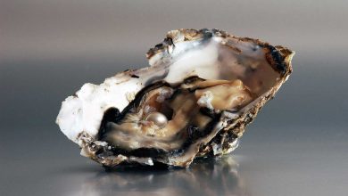 Pearl-oyster-talajavaher-magazine