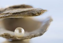 close-up-of-pearl-in-oyster-talajavaher-magazine